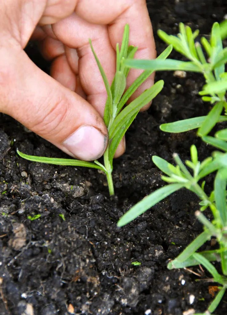 Close up of fingers pinching a tiny lavender seedling growing in soil.
