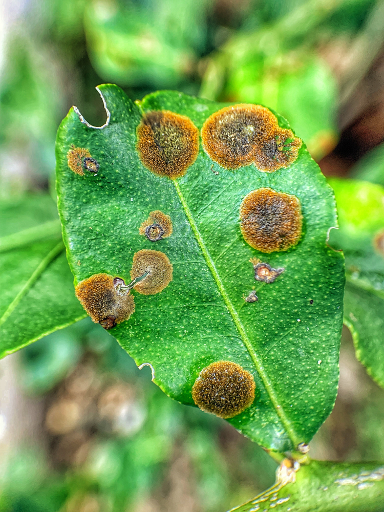 Close up of a lemon tree leaf covered in citrus canker spots. The spots are yellow around the very outside, turning rust-colored and finally a dark brown in the center. 

