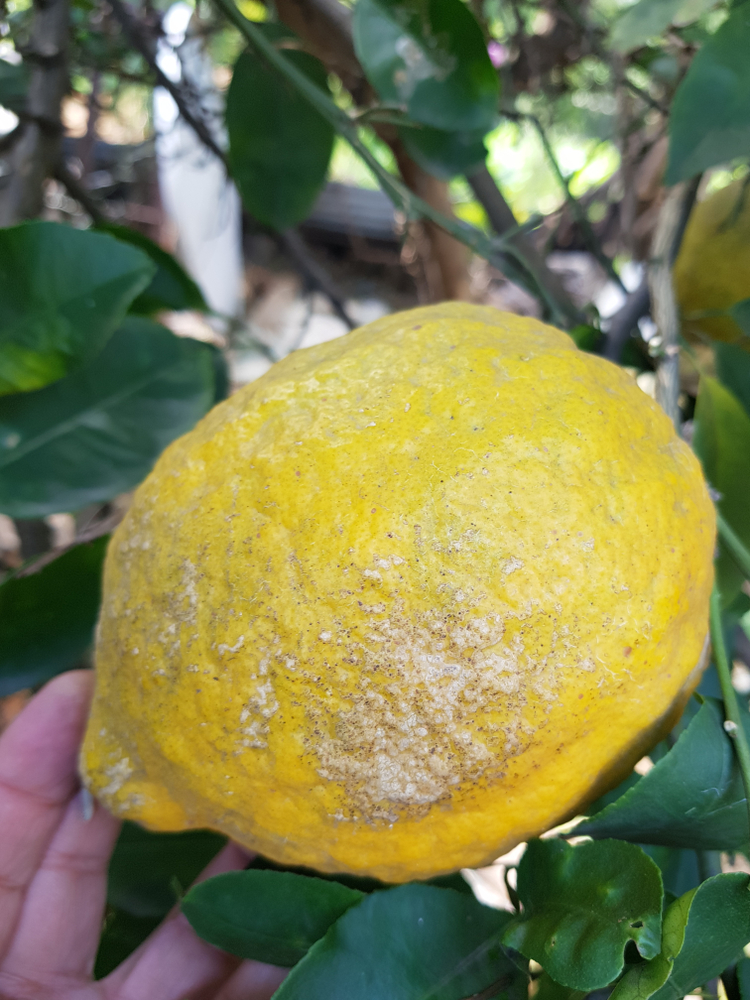 A close up of a lemon afflicted by citrus canker. The lemon is pitted with a beige marks all over its surface.