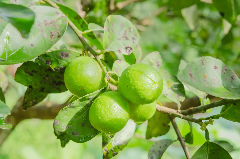 A lemon tree with unripe lemons. The leaves are all splotched with dark moldy spots.