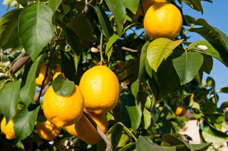 7 Common Lemon Tree Problems & How To Fix Them