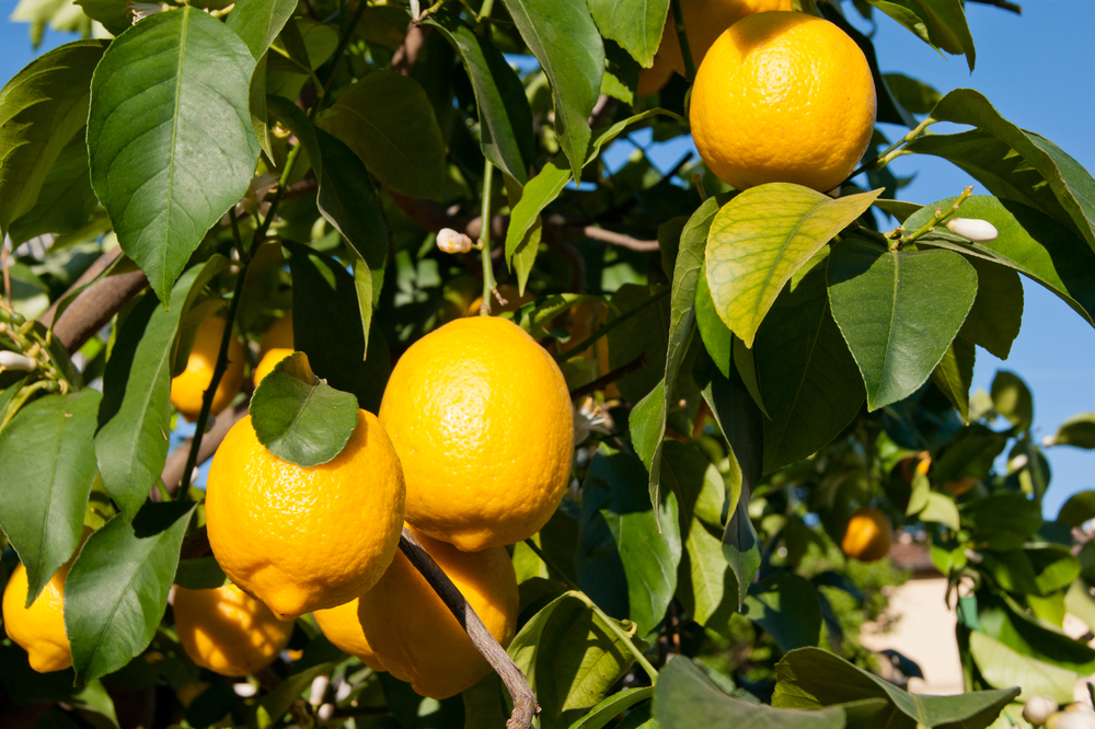 Three lemons in the foreground growing on a lemon tree. The background is blurry, but it is the rest of the tree. It is a sunny day.