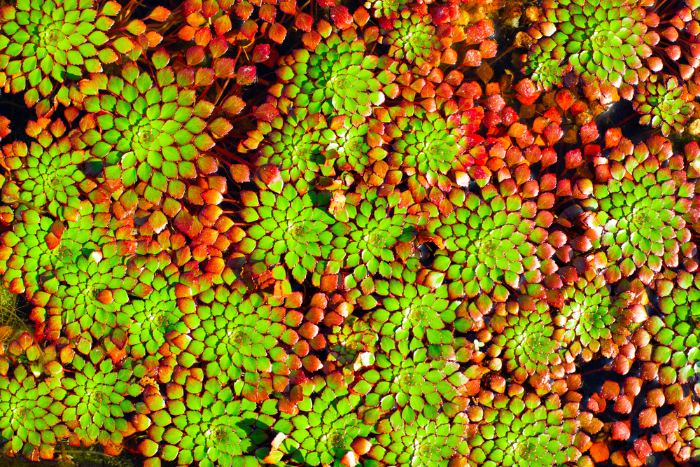 Beautiful red and green sprays of leaves radiated outward from mosaic plants growing across the surface of water.