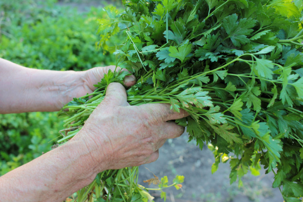 Hands holding a large bunch of flat-leaf parsley.