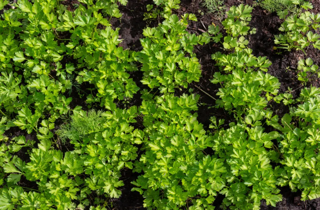 Aerial view of flat-leaf parsley growing in rows.