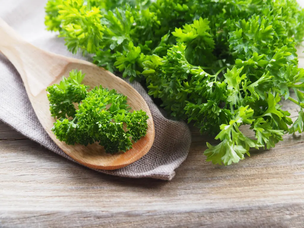 Curly parsley on a cutting board next to a cloth napkin with a wooden spoon with a few sprigs of parsley on it. 