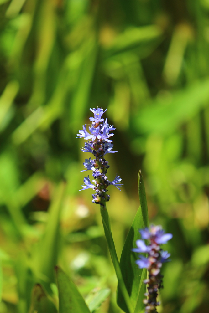 Close up of the tiny purple-blue flowers on a stalk of Pickerel Rush