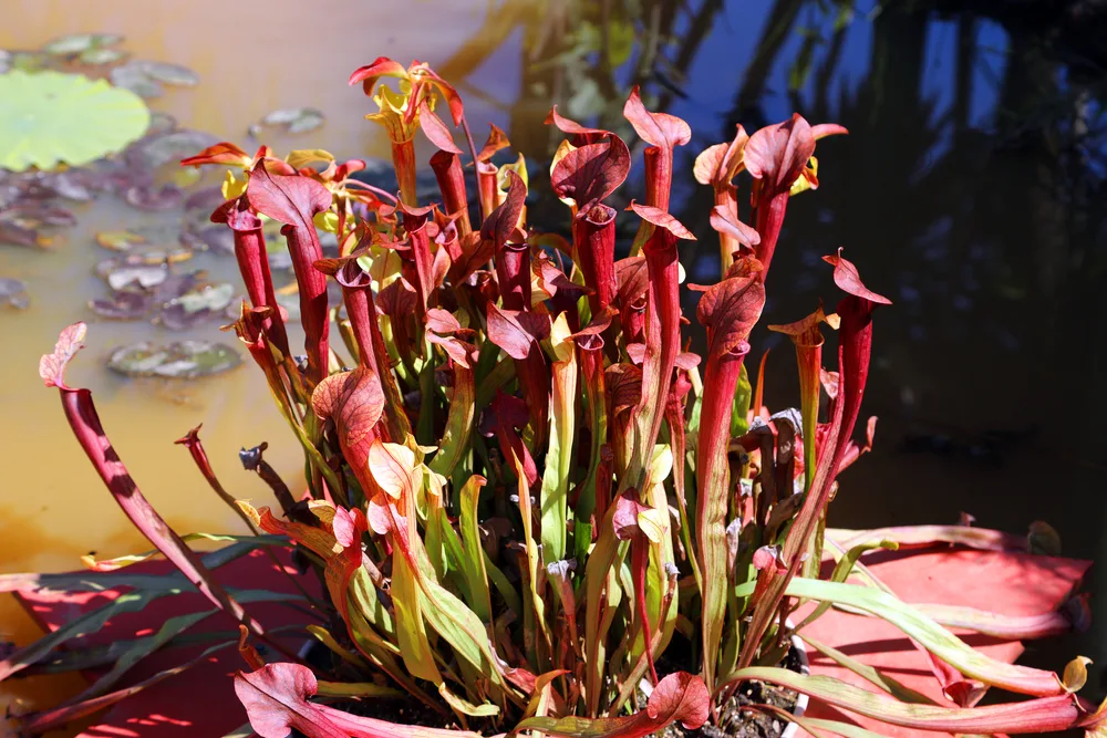 A tall stand of dozens of ruby red pitcher plants in bloom on the surface of a pond.