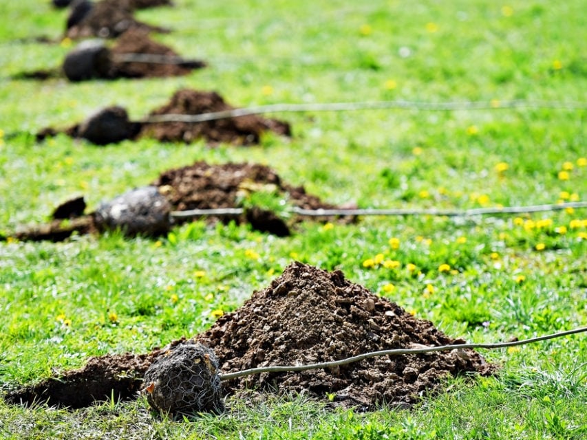 7 Common Lemon Tree Problems & How To Fix Them