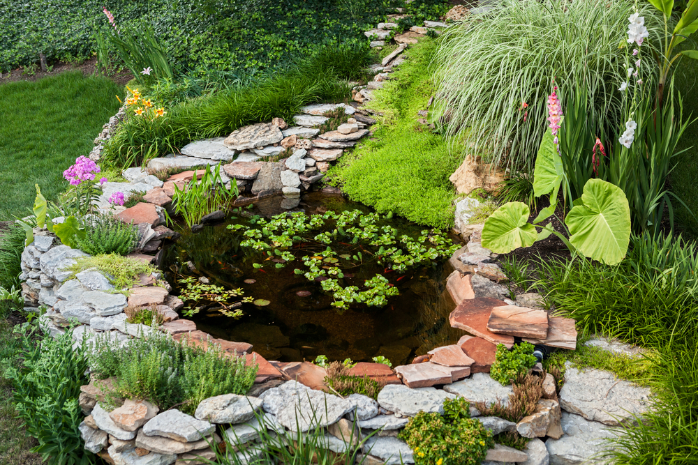 A beautiful backyard ornamental pond with small water hyacinth growing in it. There are stones lining the small pond and decorative grasses and flowers planted around it.