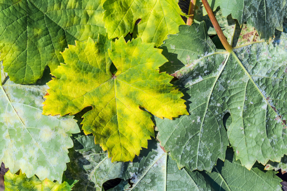 How to Treat Powdery Mildew & Rescue Your Summer Squash & Pumpkins