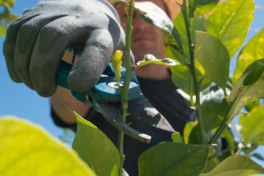 Close up of hands holding pruning shears, snipping a branch from a young lemon tree. 