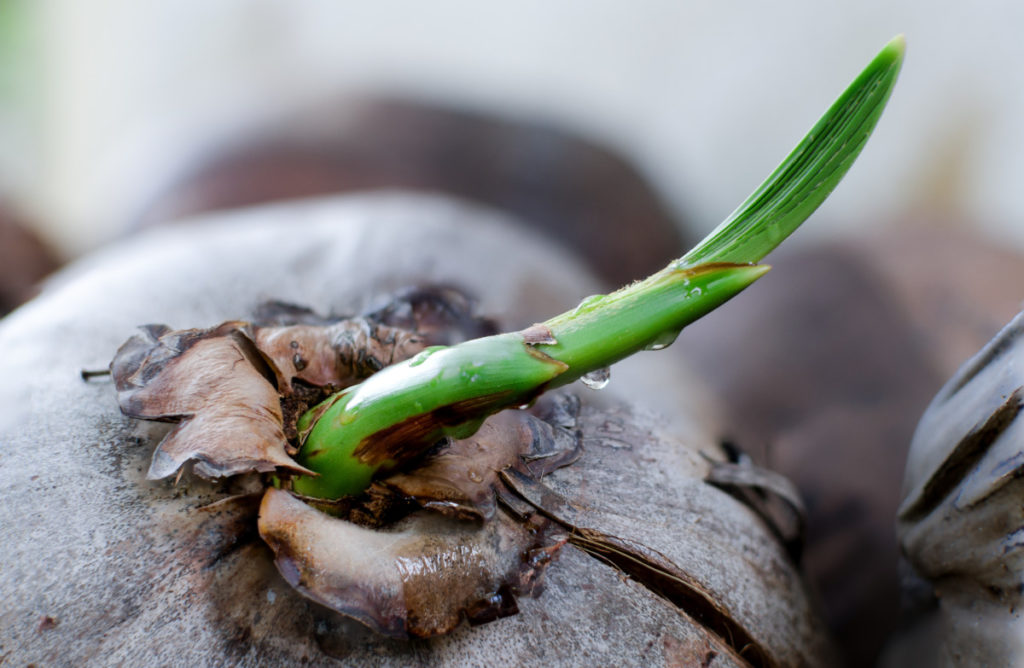 Close up of a sprout coming out of a coconut.
