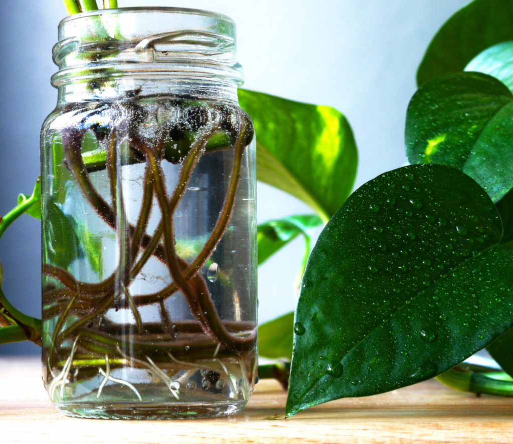 Close up of a clear jar of water holding a pothos cutting. The roots in the water are well developed and the plant is growing outside of the jar. 