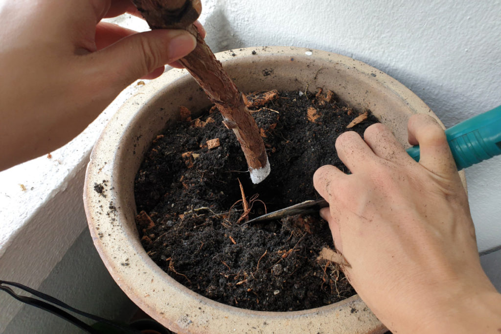 Overhead view of a pot with soil. Hands are planting a cutting from a tree. The tip has been dipped in white rooting hormone powder. The right hand holds a trowel.