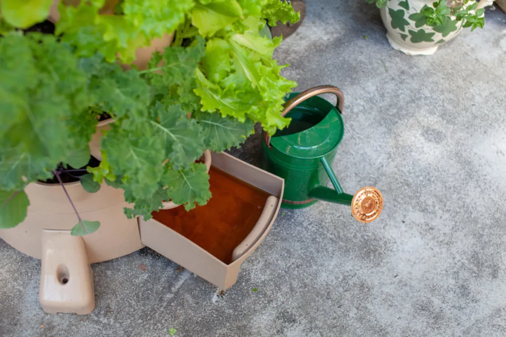 Overhead view of a tan Garden Tower with the lower worm bin drawer pulled out. Inside the drawer is a tea-colored fluid, vermicompost tea. There are kale and lettuce plants growing from the Garden Tower pockets. Next to the tower is a green metal watering can. 