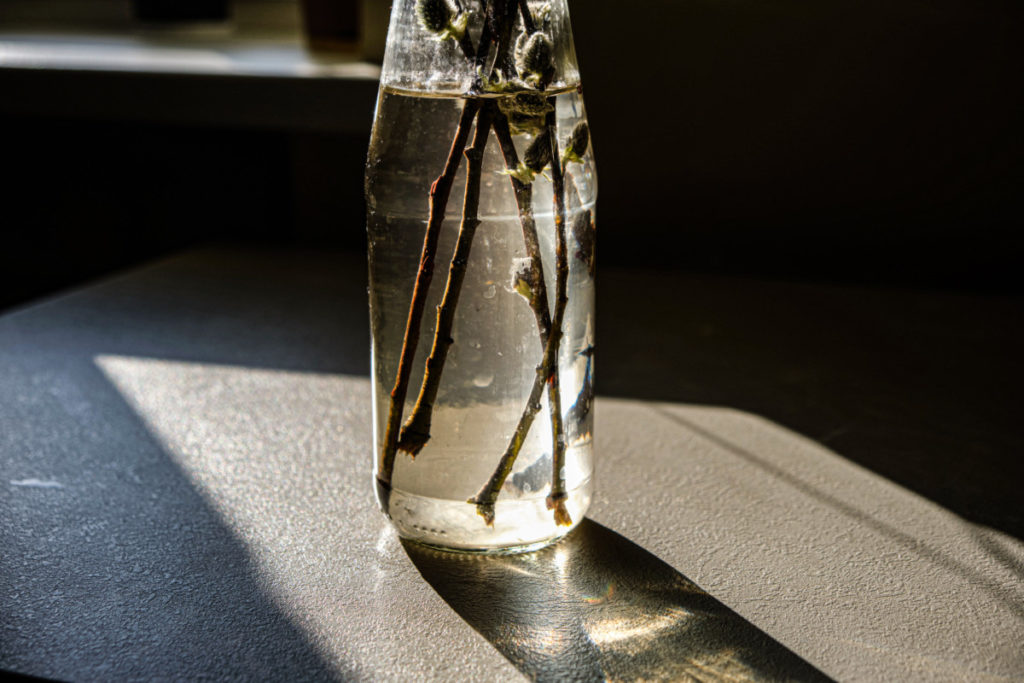 A dark room with an empty glass bottle filled with water and pussy willow branches. The bottle is sitting in a panel of sunlight. 