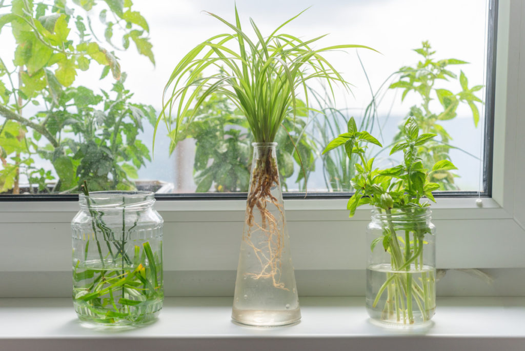 A sunny windowsill with three clear jars. Each jar as cuttings from a plant in water. 