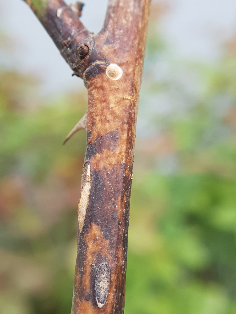 Close up of a twig with Botrytis Blight. The twig is brown with cankers on it. 