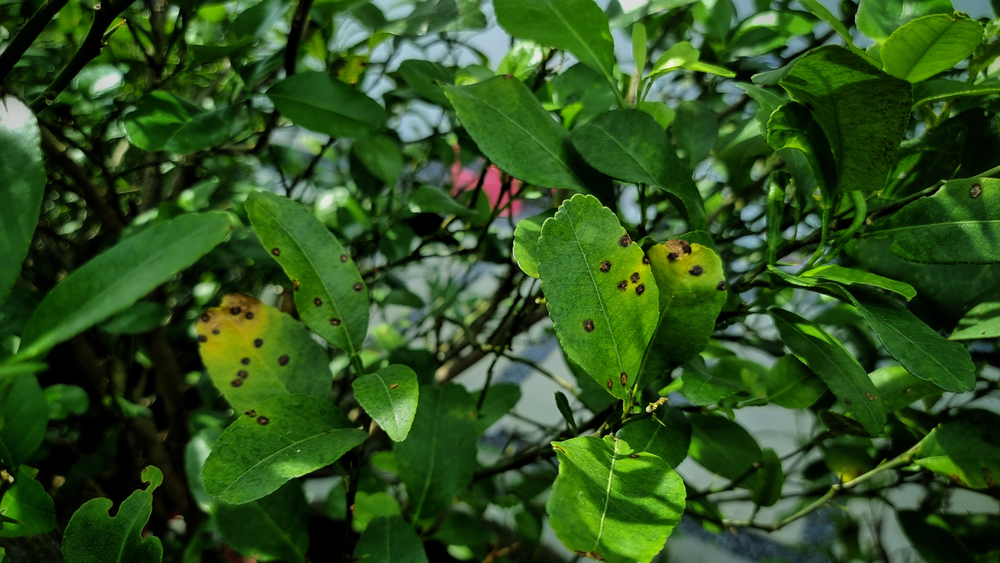 Leaves of a lemon tree with anthracnose. The leaves are yellowed and have dark brown bullseye spots on them. 