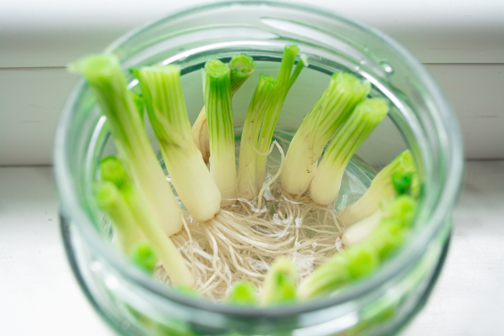 Glass jar with scallions regrowing in water.