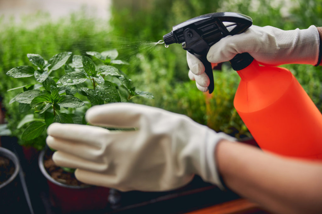 Gloved hands hold a bright orange spray bottle to fertilize a mint plant. 