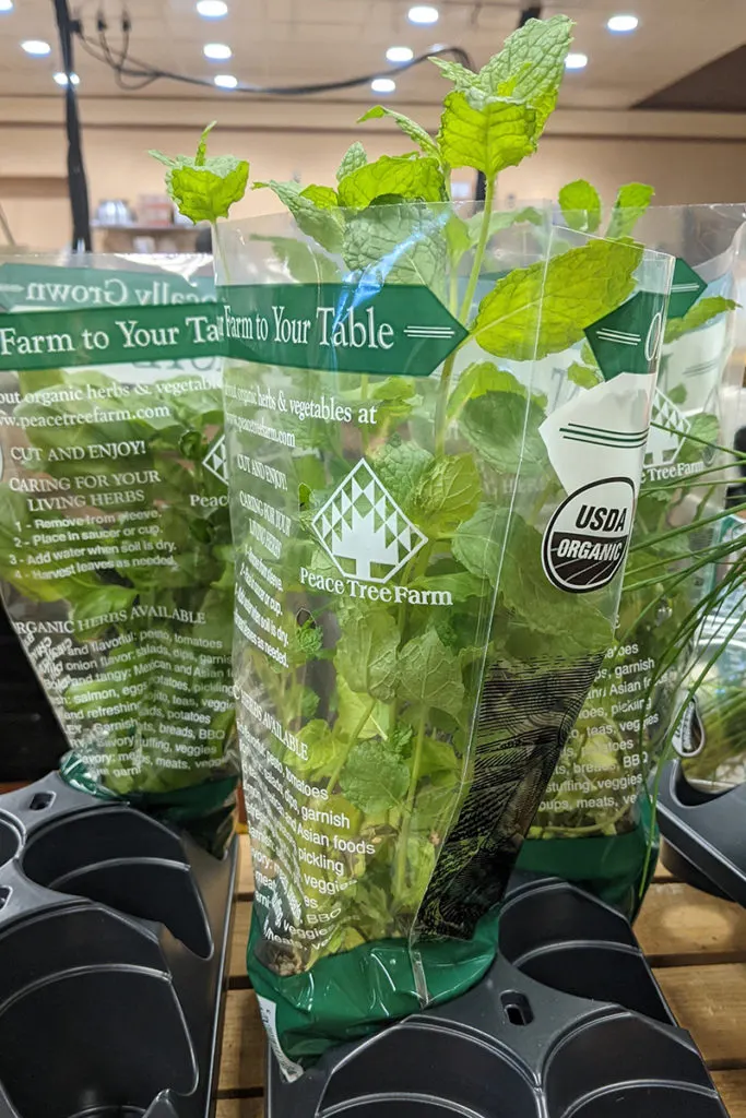 A close up of a potted mint plan in the grocery store. It's bright green, slightly leggy and is in a plastic sleeve.