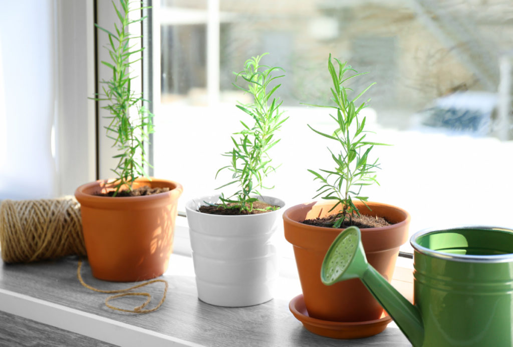 Three small tarragon plants on a sunny windowsill. There is a green metal watering can to the right and a ball of twine to the left of the plants.