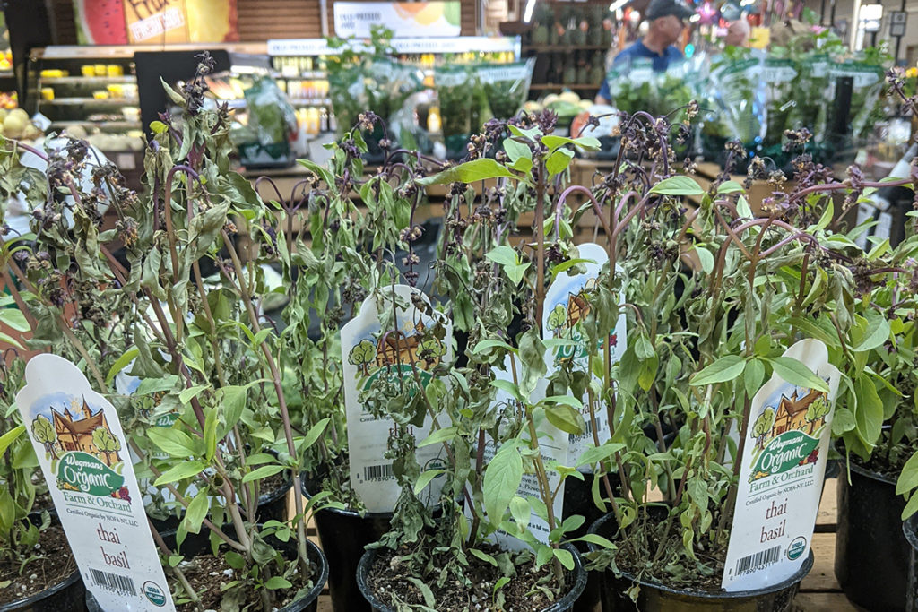 Several wilted and dying Thai basil plants in a grocery store.