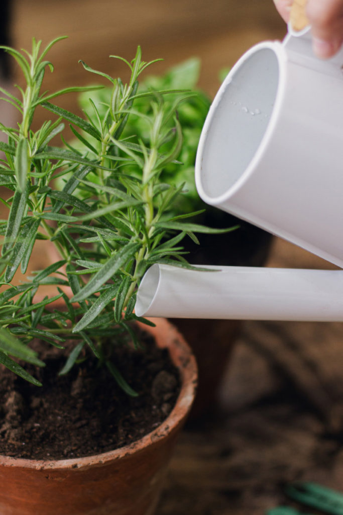 Close up of white metal watering can being used to water a newly potted rosemary plant.
