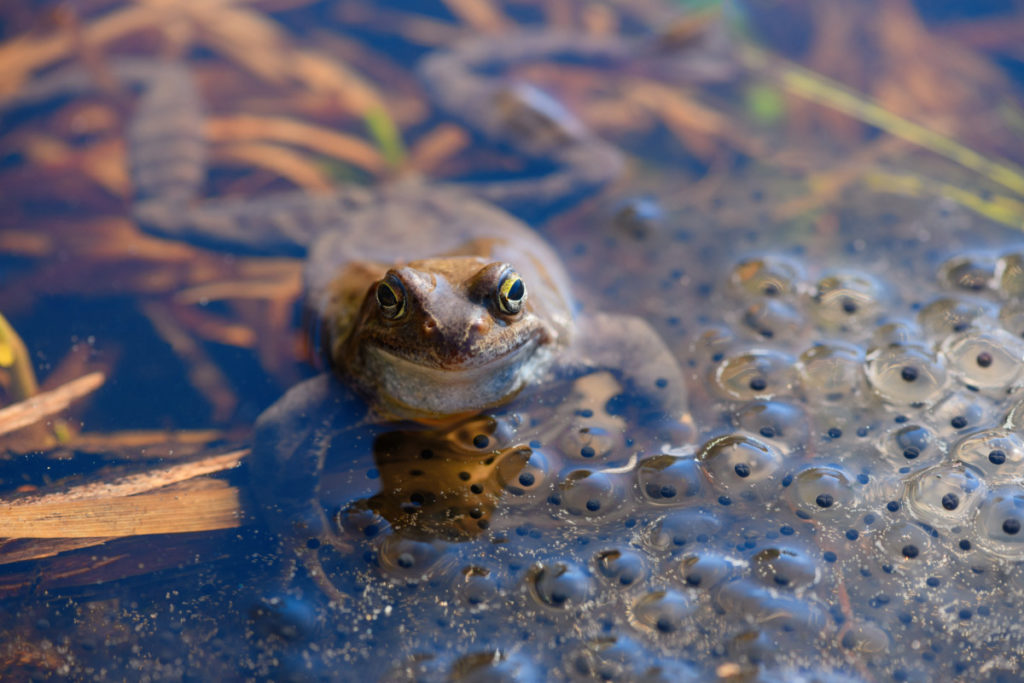 A frog floats with its head out of the water next to a large cluster of frog eggs.