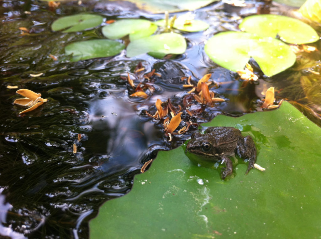A pond scene with a frog sitting on the edge of a lily pad. There are other lily pads and flowers floating on the surface of the water nearby.