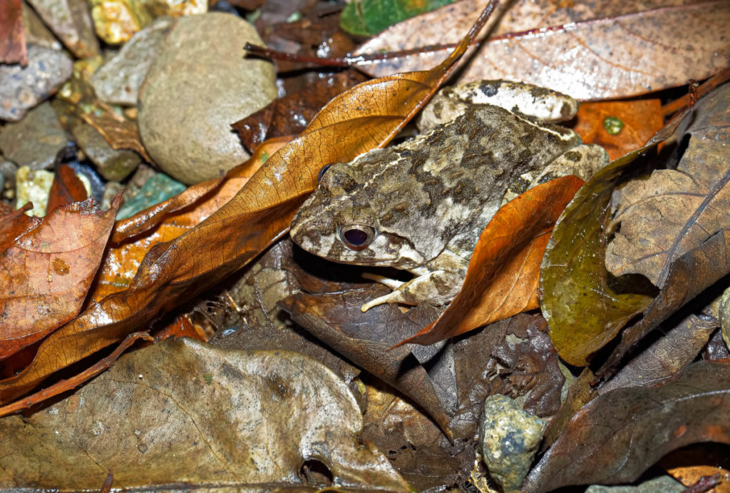 A small spotted toad is nestled among decaying leaf litter.
