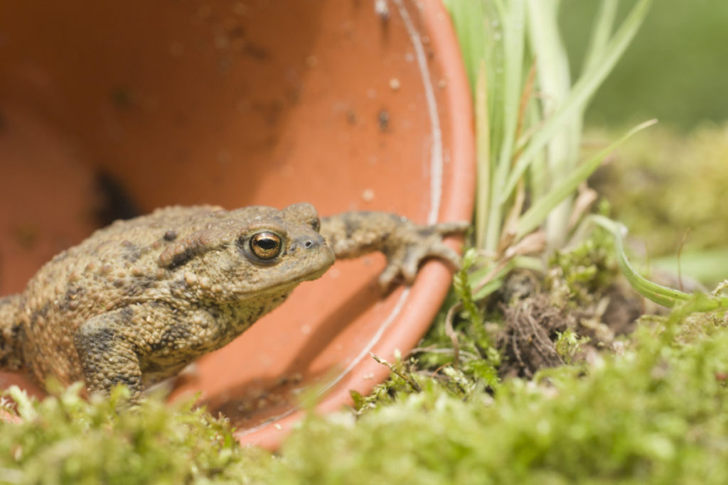 A spotty brown toad is leaving a terracotta pot. The ground around the toad is mossy.