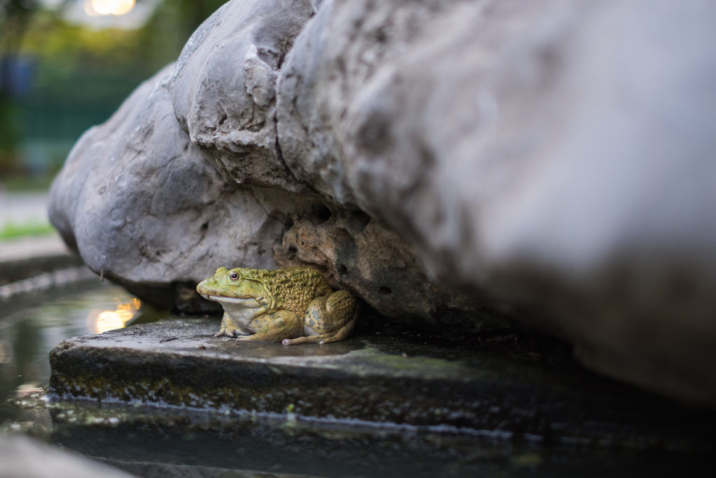 A green frog rests in a water feature, tucked back beneath a rock overhang.