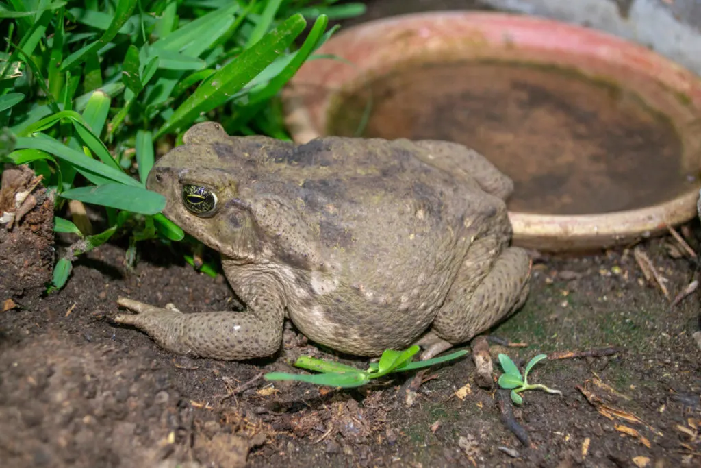 A large brown toad sits in the dirt next to a shallow dish of water. 
