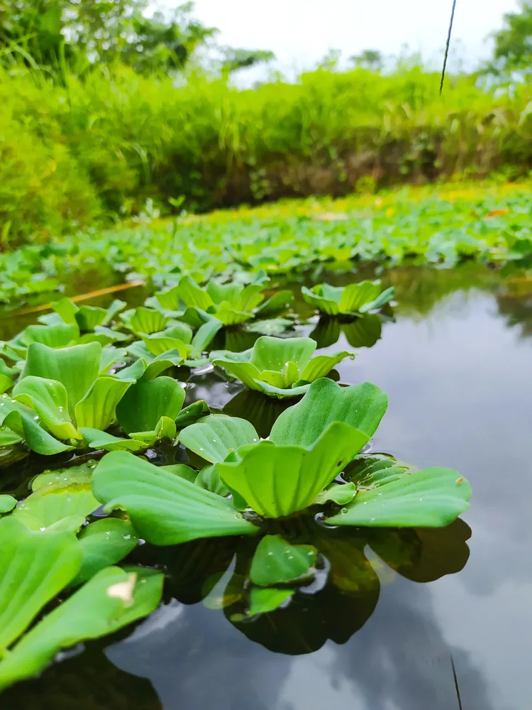 Short water lettuce plants growing in a pond. The leaves are wide and ribbed opening like a flower.