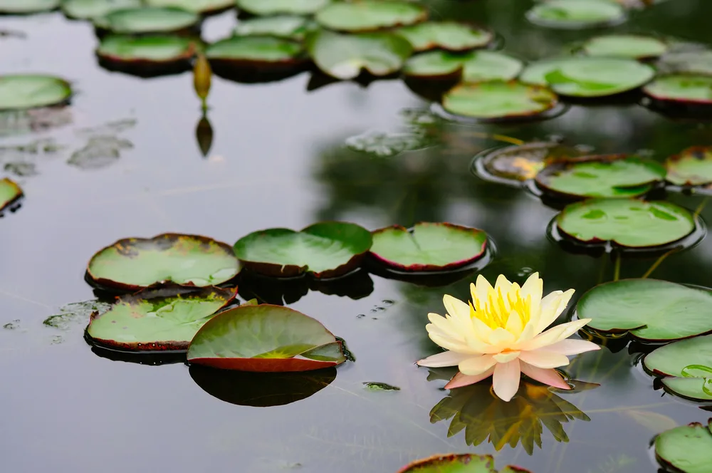 The surface of a pond with large, round green lily pads and a lovely cream and peach colored flower sitting on the surface.