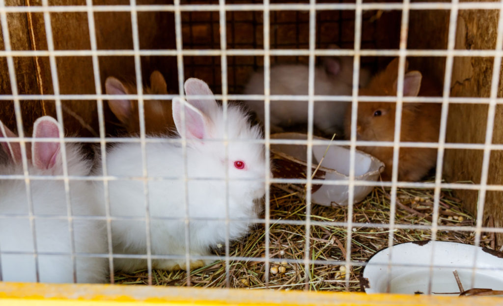 A cage with baby angora rabbits inside it.