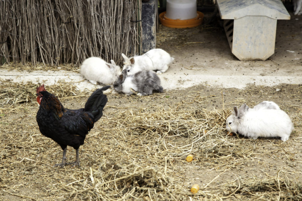 Angora rabbits in a farmyard with a black chicken.