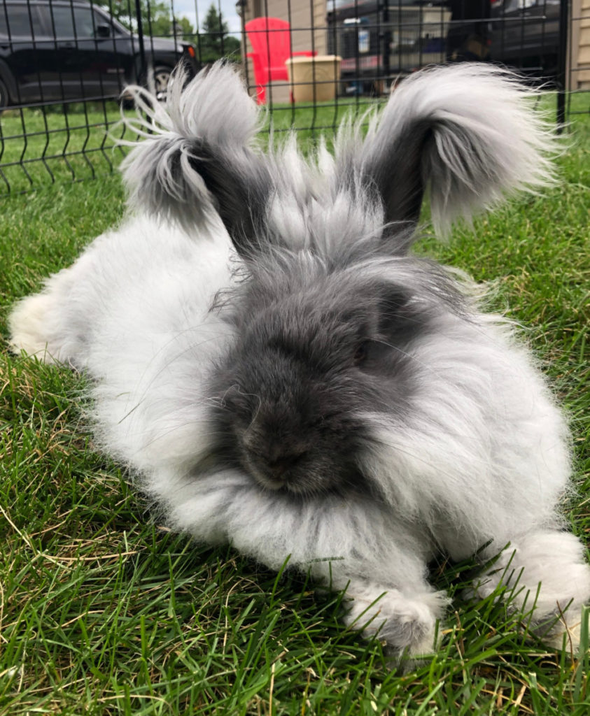 A large gray German angora rabbit. It's ears and face are a darker, charcoal gray. The rabbit is laying outside in the grass.