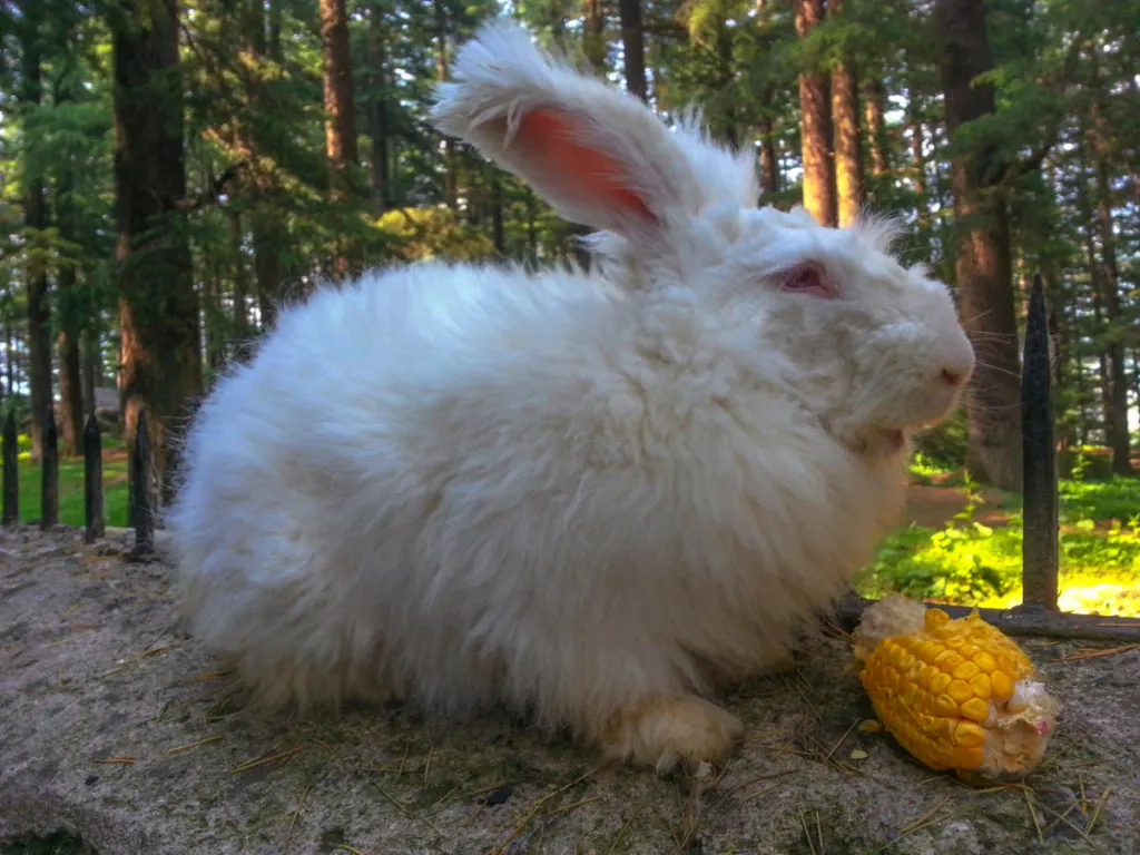A large Giant angora nibbles a piece of corn on the cob on a stone garden fence. The rabbit is white.