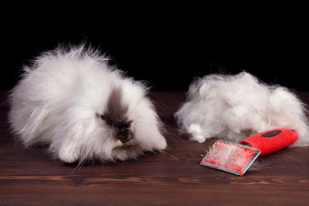A large, fluffy angora rabbit sits next to a pile of it's own fur and a small slicker brush with a red handle.