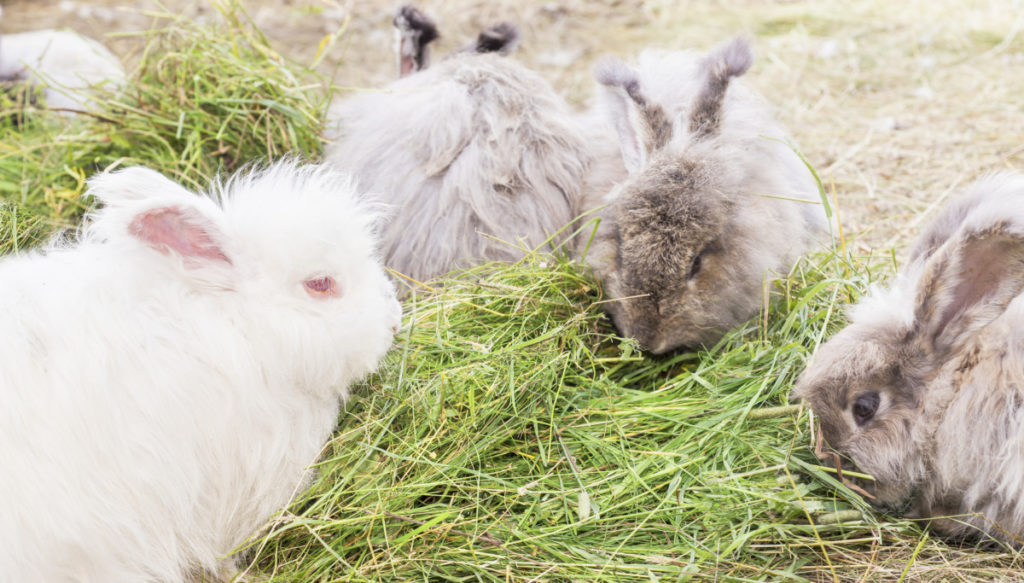 Several angora rabbits munch of fresh hay.