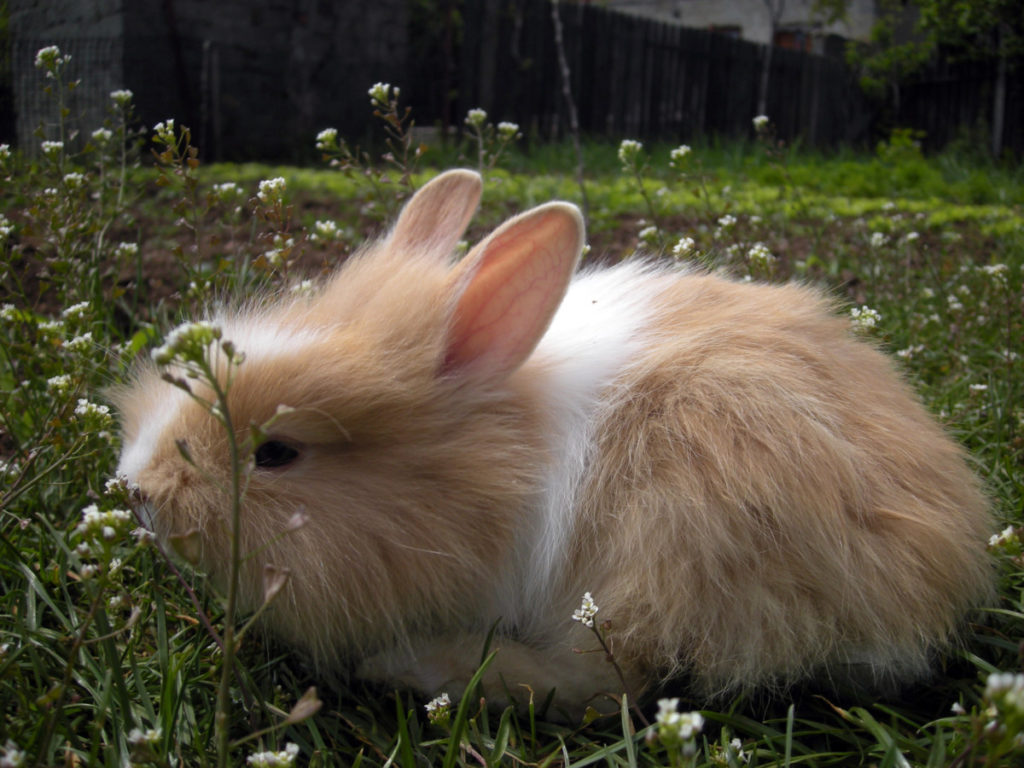 A fawn and white colored satin angora rabbit laying in a sunny field of grass.