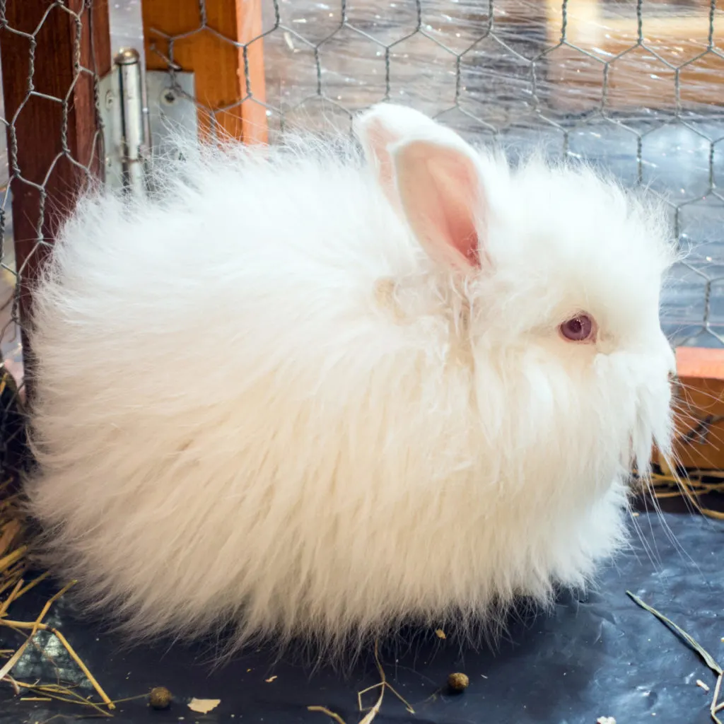 A fluffy white satin angora rabbit sits in the corner of it's rabbit hutch.