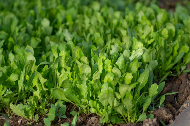 Fast-Growing Arugula - How To Grow, Harvest and Eat It