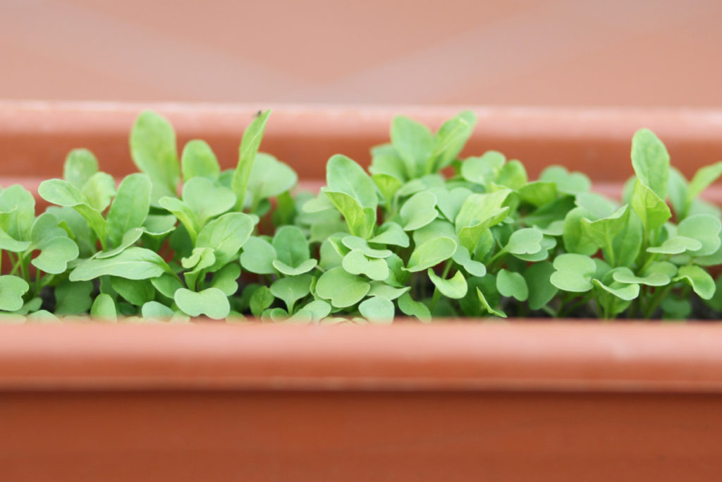 Tiny arugula leaves growing in a terracotta red colored plastic window box. 