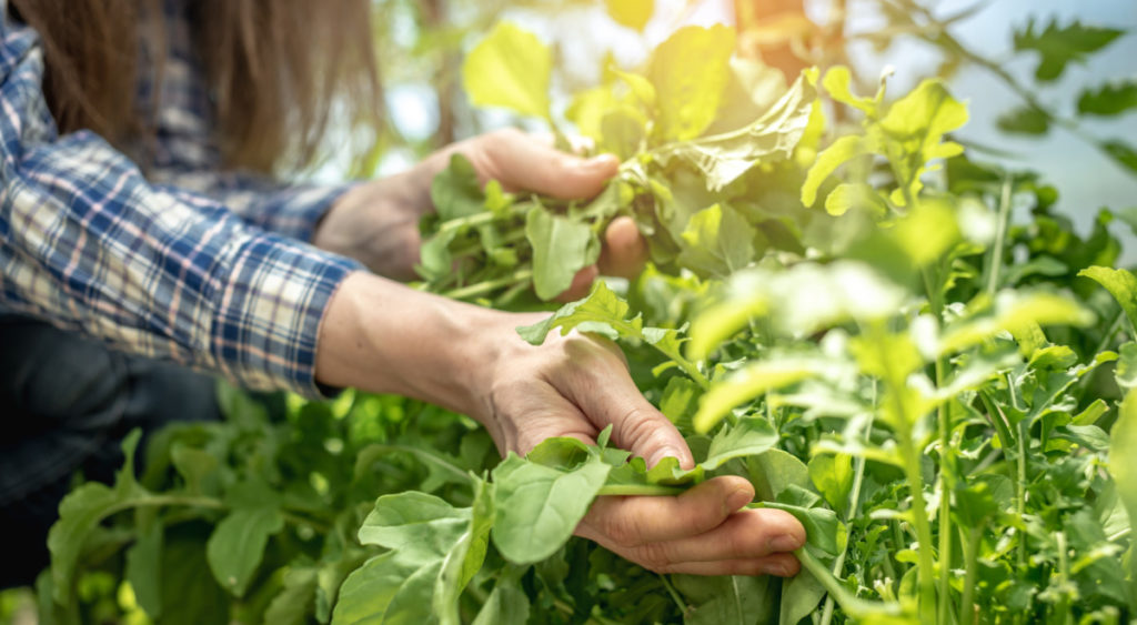 A woman's hands picking arugula in a sunny garden. She is wearing a blue and white plaid shirt. 