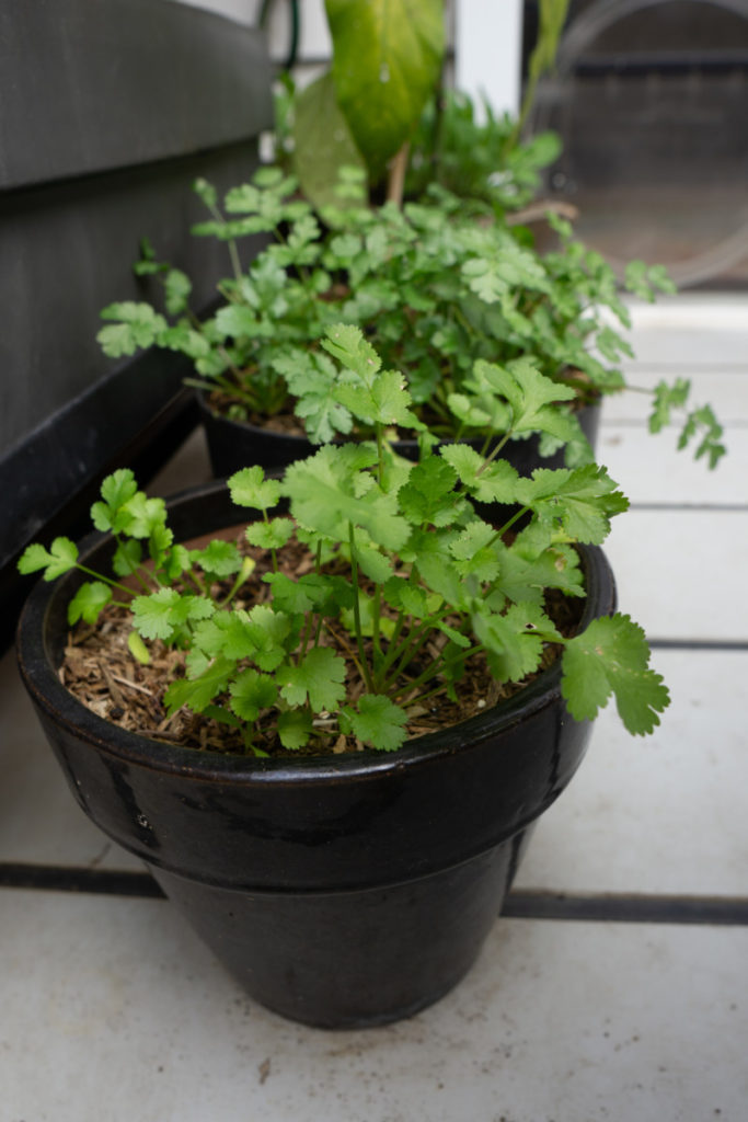 Small black ceramic pots with cilantro growing from them.